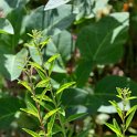 Aloysia polystachia = Lippia polystachya